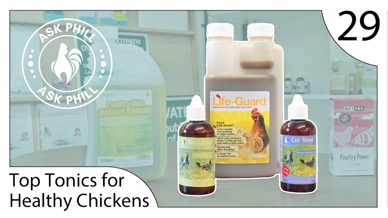 Top 5 Tonics for Healthy Chickens - Ask Phill 29