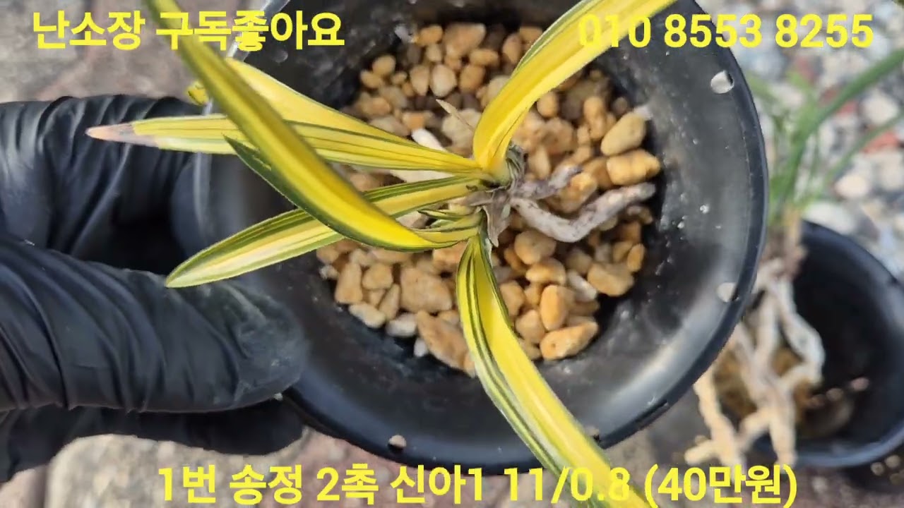 2026년 3월 14일1번송정 2번 대곡마진단엽 3번 두화변단엽