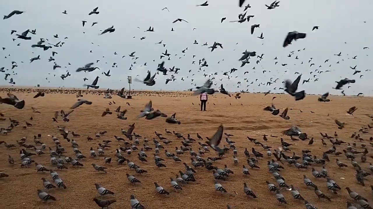 Marina Beach - Slow Motion Video Pigeons Flying in over Marina Beach #foodieumar