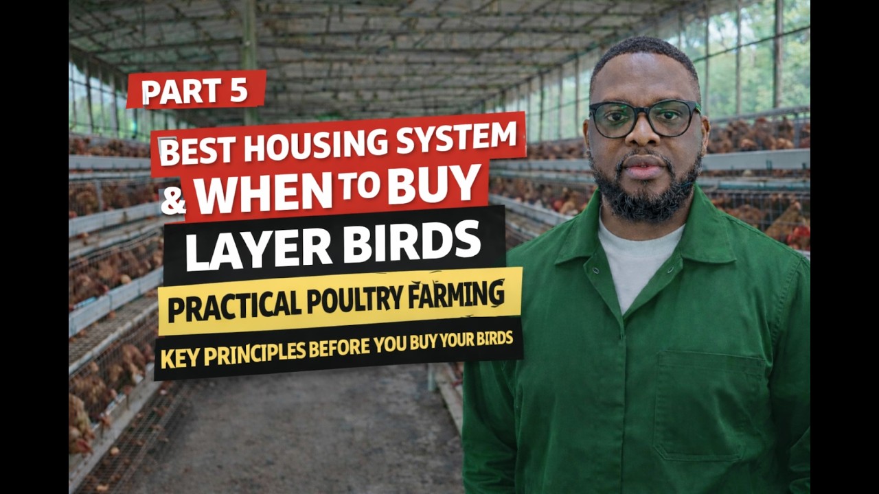 Best Housing System & When to Buy Layer Birds