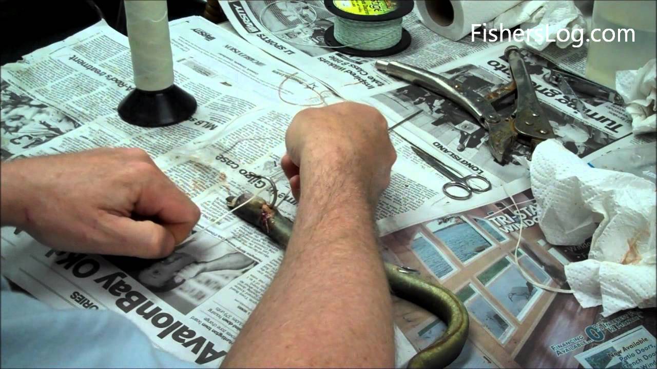 Ловля полосатого окуня: как ловить угря