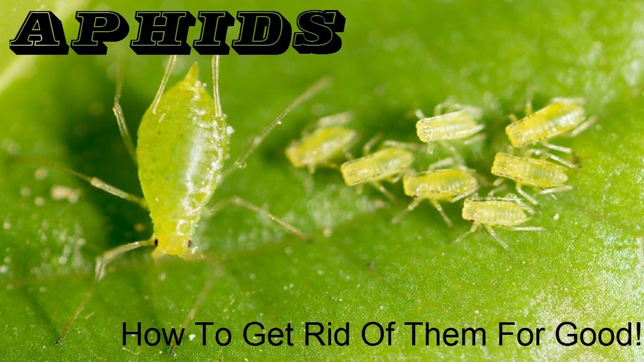 Aphids | The Best Way To Get Rid Of Aphids For Pepper And Tomato Plants
