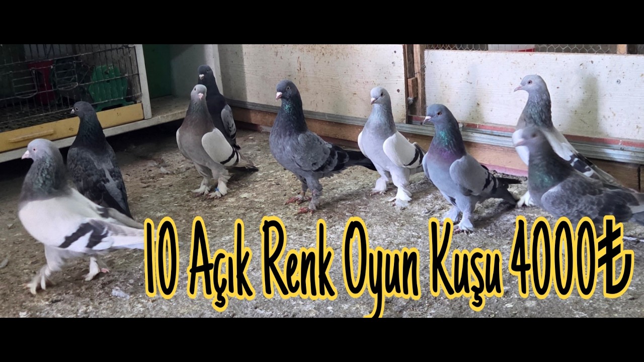 10 Açık Renk Oyun Kuşu 4000pey. Watsap.545.550.0192
