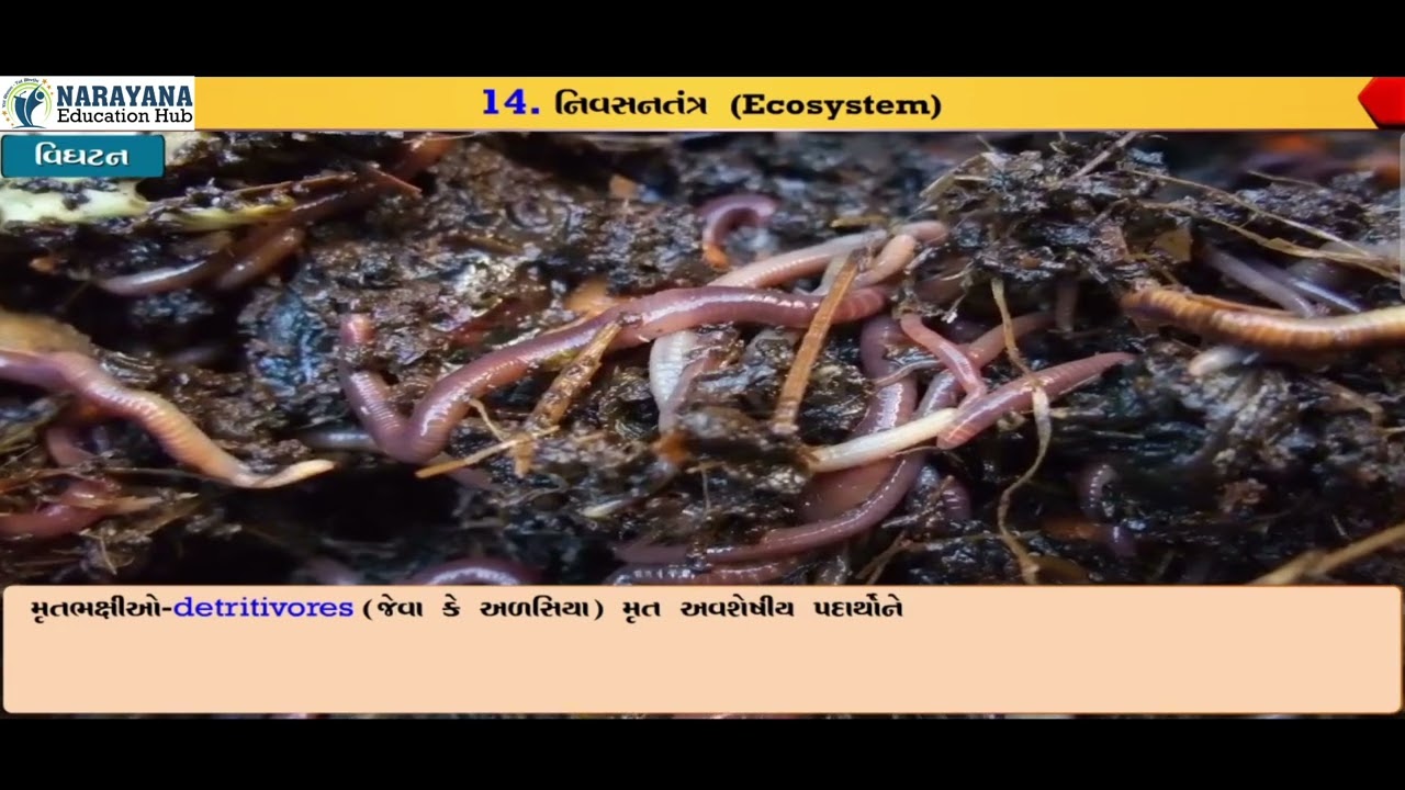 નિવસનતંત્ર | ECOSYSTEM In Gujarati | BIOLOGY Class 12 Ch 12 | ધોરણ 12 Animated | NEET 2025 One Shot