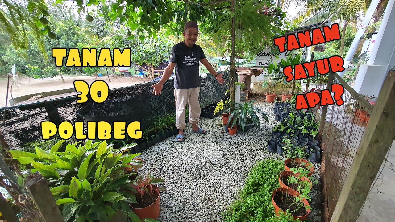 ✅️ TANAM 30 POLIBEG SAYURAN SERENTAK || KEBUN SAYUR TEPI RUMAH