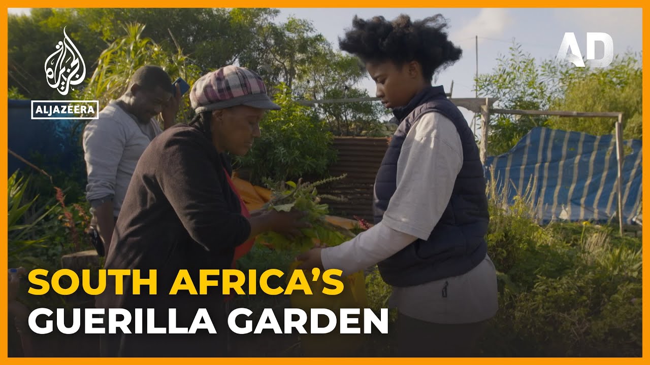 Guerrilla Garden: A food forest in Cape Town  l Africa Direct Documentary