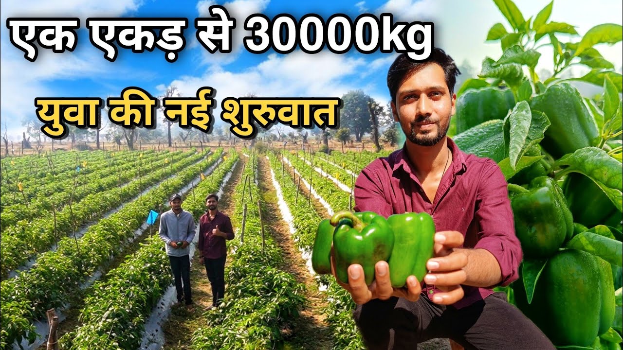 युवा किसान की खेती में नई शुरुआत । शिमला मिर्च की खेती A to Z जानकारी | Capsicum 🫑 Farming