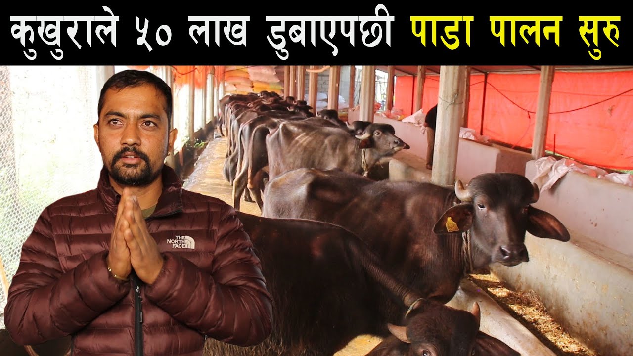 कुखुराले ५० लाख डुबाएपछी पाडा,पाडी पालन गरिरहेका चितवनका एक युवा - A male buffalo farming in Nepal