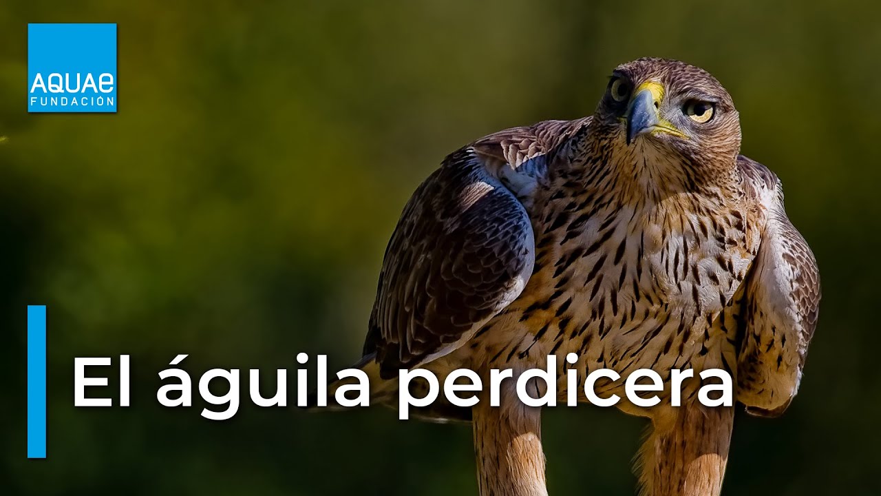 El ÁGUILA PERDICERA, un AVE RAPAZ fiel al lugar donde habita