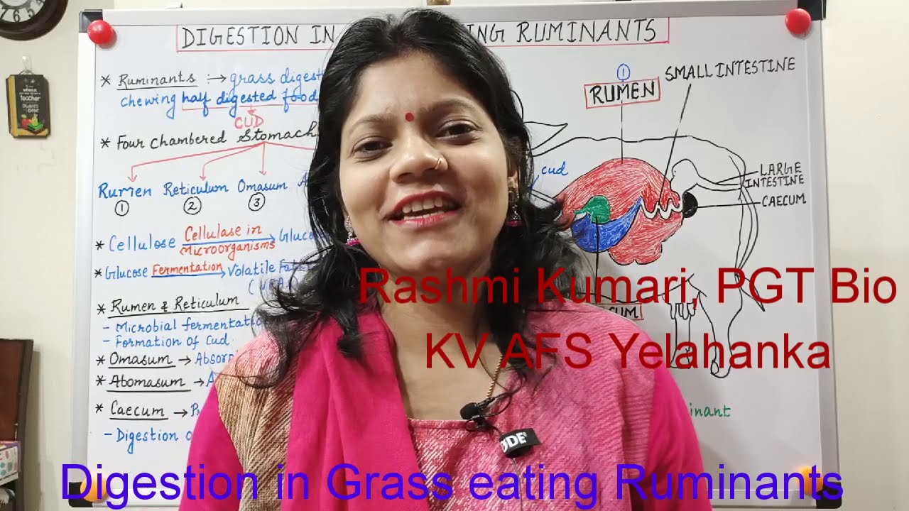 Digestion in Grass eating Ruminants - in Hindi