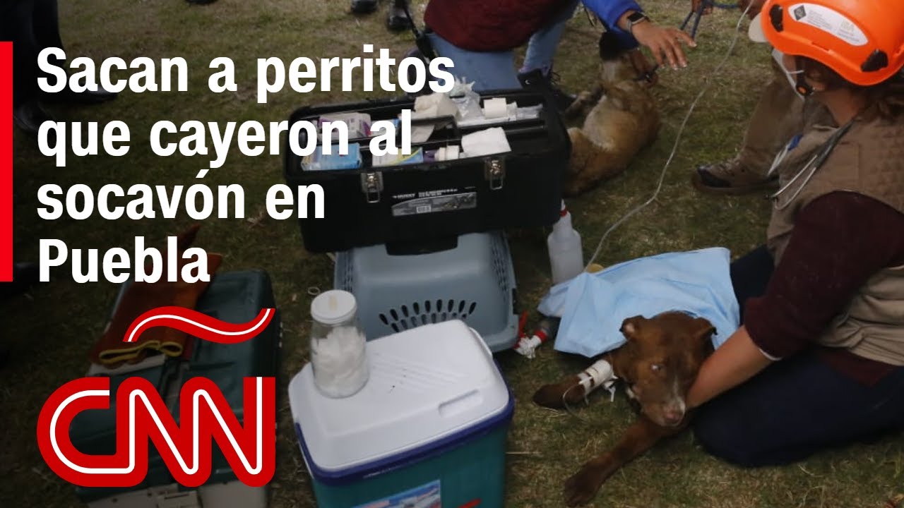 Perritos que cayeron al socavón en Puebla fueron rescatados y están a salvo