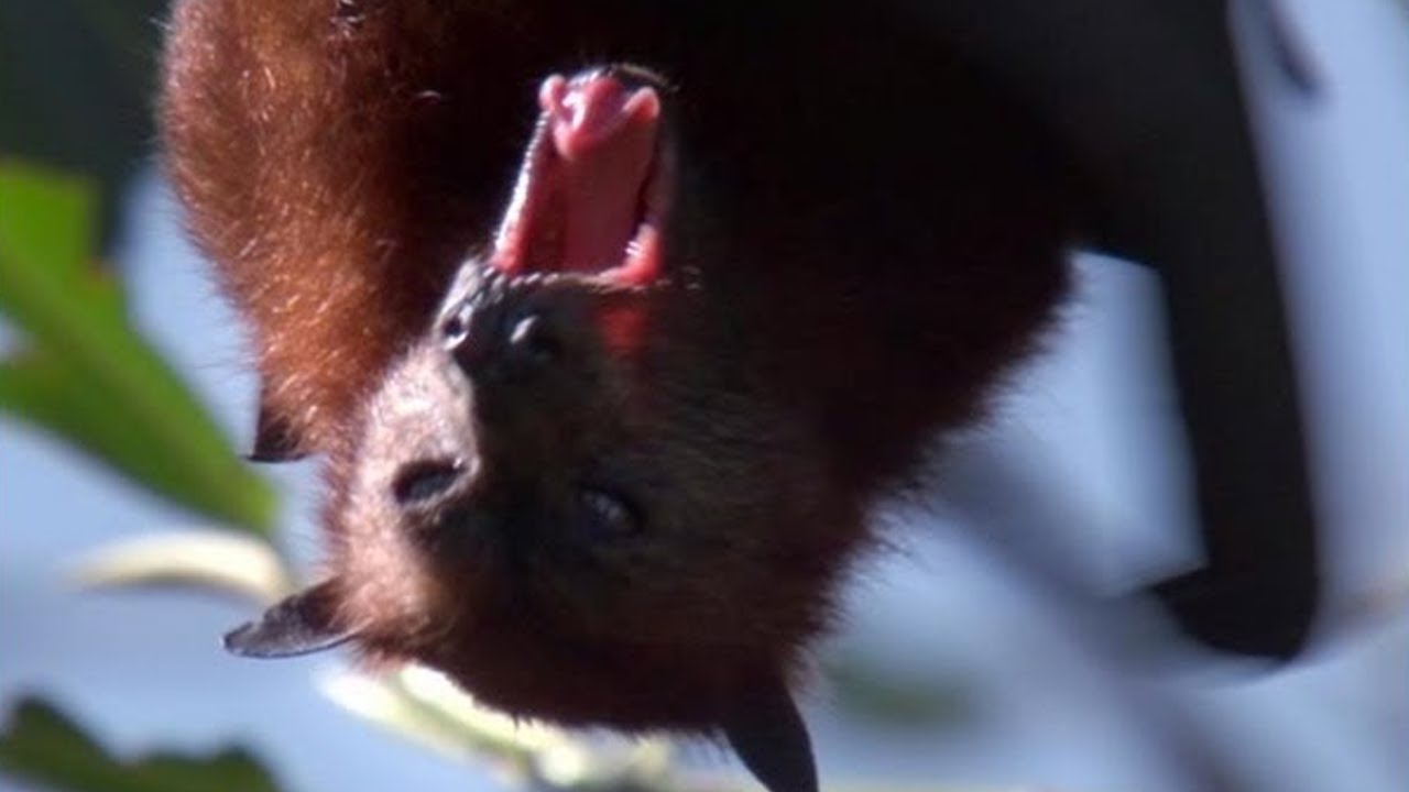 Giant Fruit Bats | Benedict Cumberbatch Narrates South Pacific | BBC Earth
