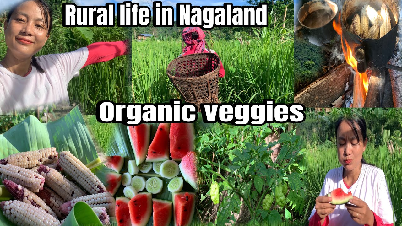 Rural life in Nagaland ||Harvesting watermelon and organic vegetables with @Cathrine Mom