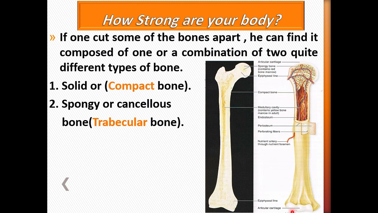 Physics Of Skeleton (lecture 9)