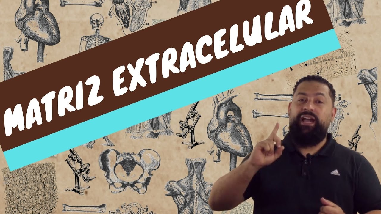 Matriz extracelular -  Você conhece?