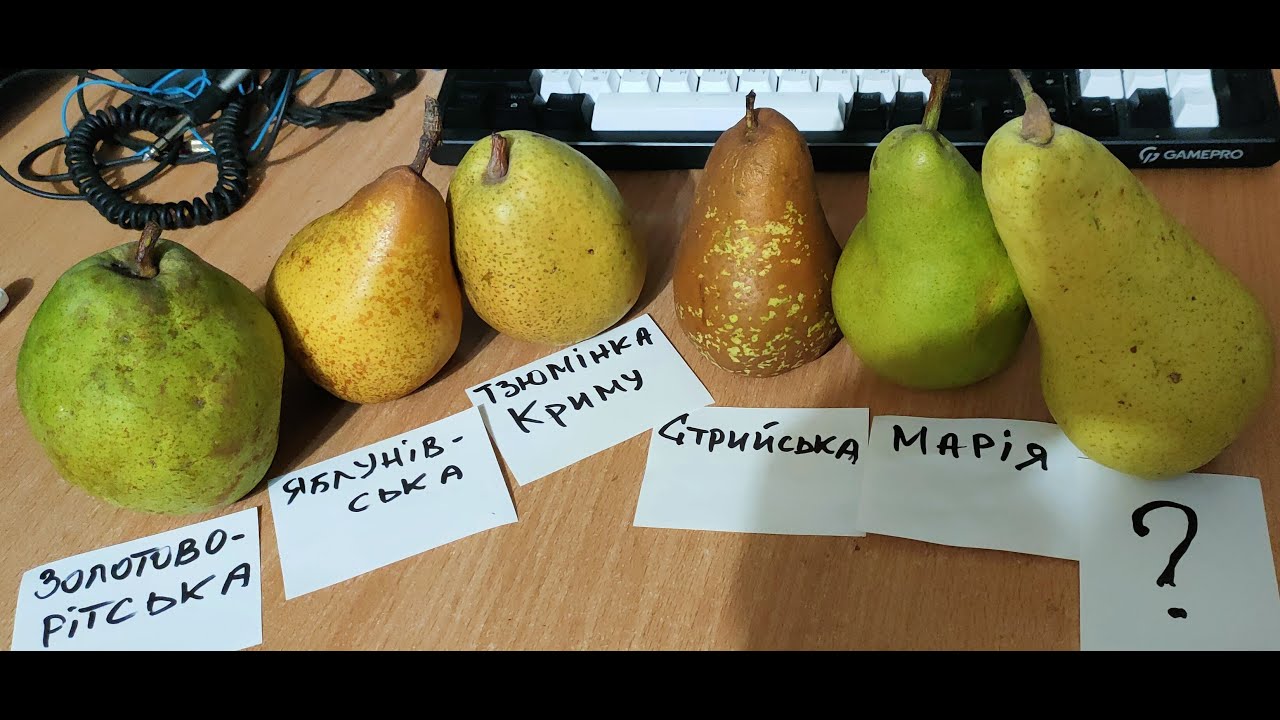Смакові якості зимових сортів груш у січні. м. Вінниця