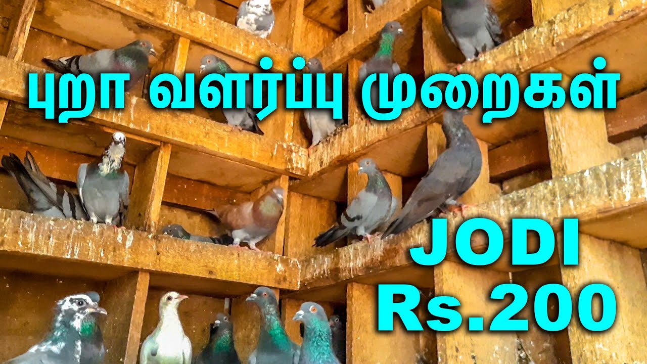 புறா வளர்ப்பு முறைகள் || Pigeon breeding || Jodi Rs.200 ||Dove Farm|| Traditional Pigeon Wooden Cage
