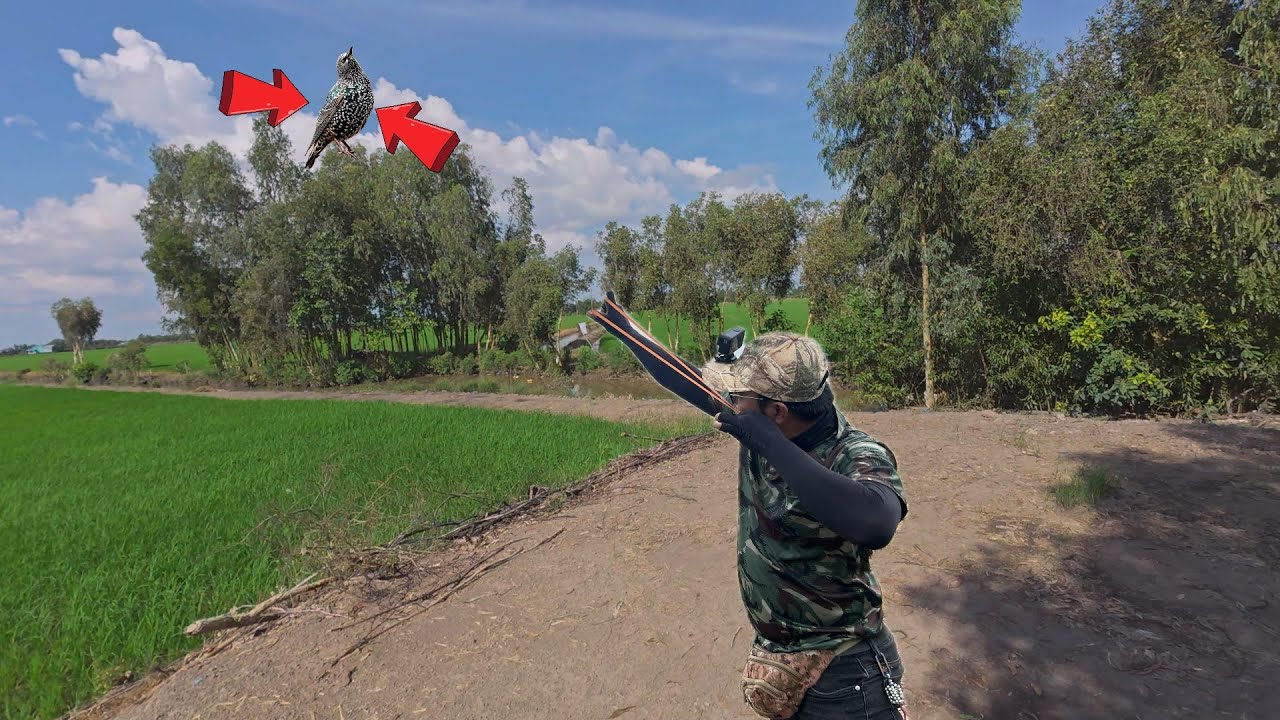 Slingshot M72 - Tình Cờ Đi Săn Gặp Nguyên Bầy Bồ Câu Xanh ||Green Pigeon Hunting With Slingshots