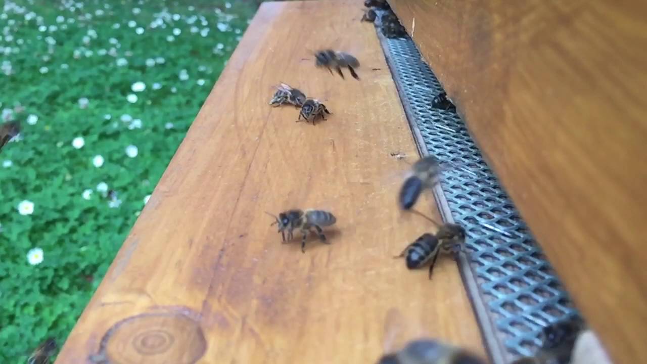 Bees crash landing on a windy day