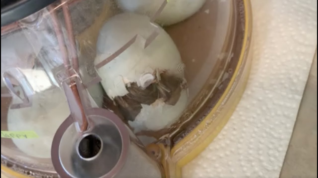 Duck Development Day 27 - WE HAVE A DUCK