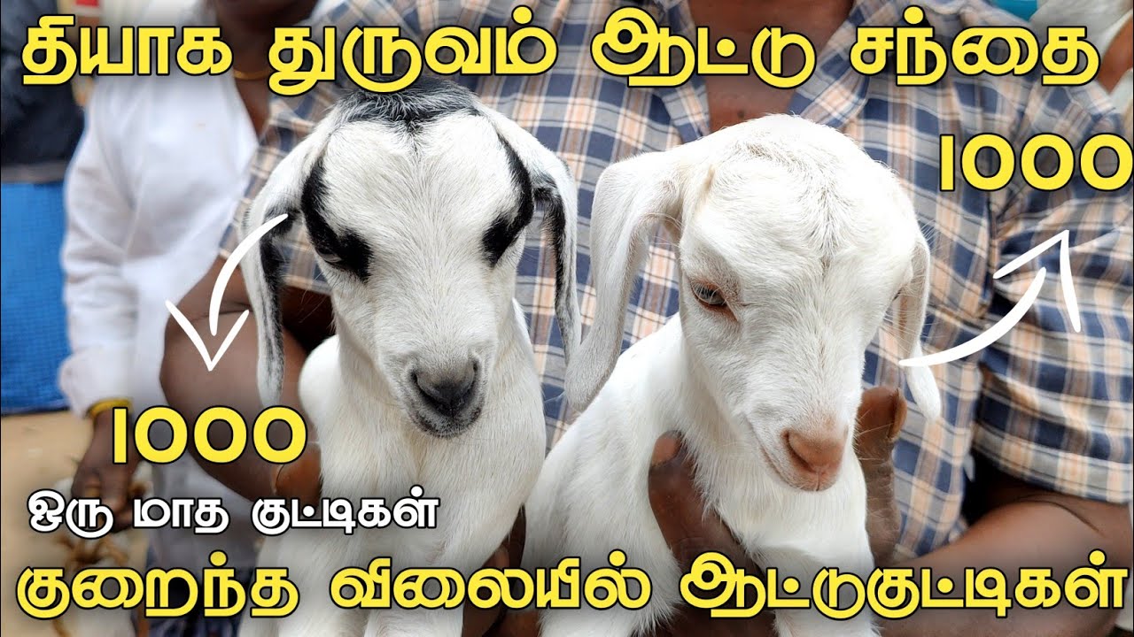 தியாகதுருவம் ஆட்டு சந்தை | Thiyaga thuruvam aattu santhai | goat market |uzhavan tv | உழவன் டிவி |