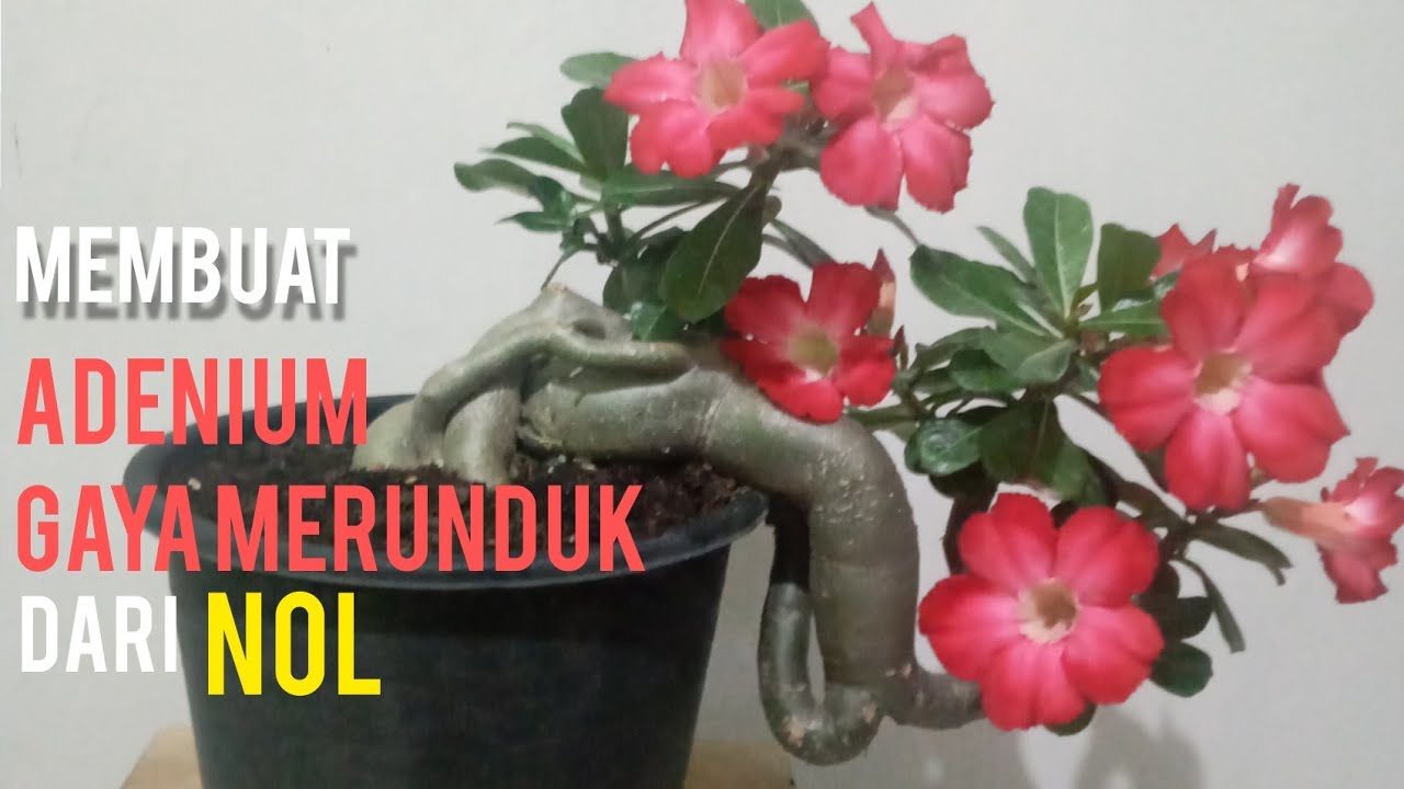 cara membuat adenium gaya merunduk
