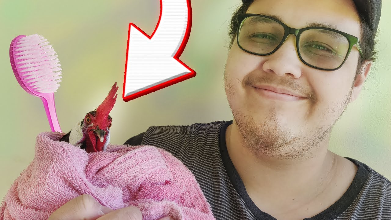 COMO AS GALINHAS DO MASTER TOMAM BANHO ?