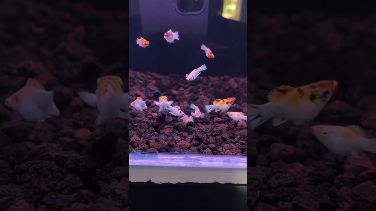 Molly fish eating white worms.😇🥰