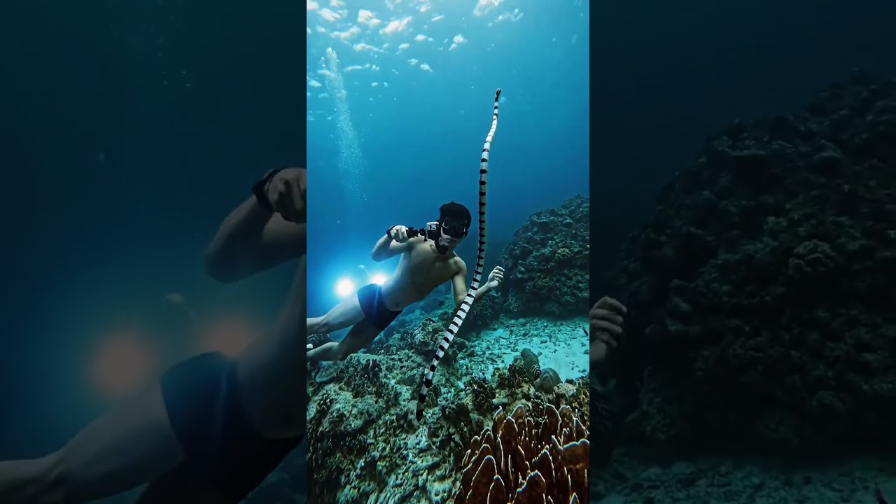 menyelam di dasar laut yang indah