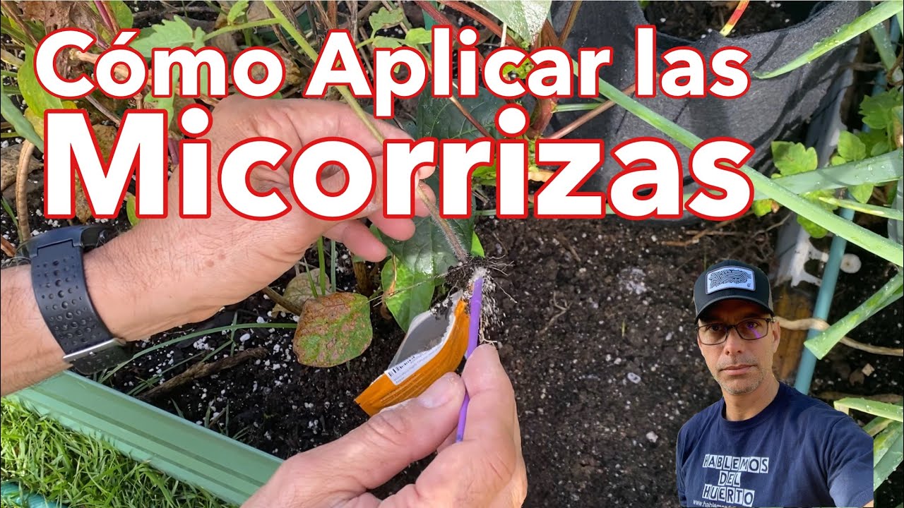 Cómo Aplicar las Micorrizas en el Huerto Casero