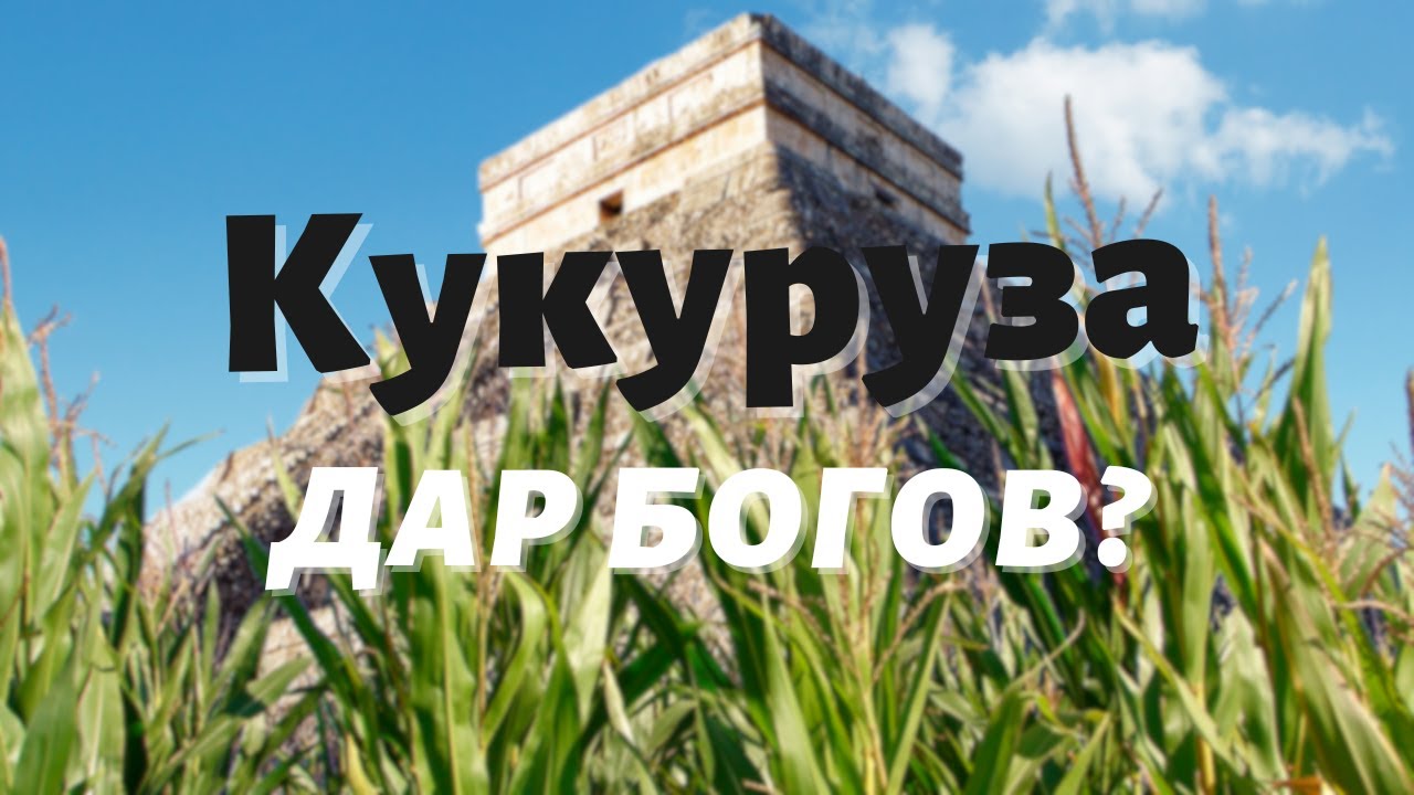 🔥 Кукуруза &ndash; дар богов?