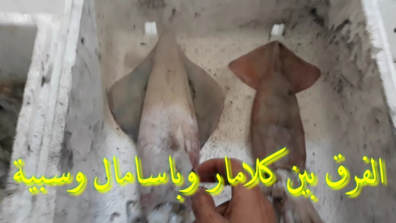 الفرق بين كلامار وباسامال وسبية وأثمنتهم