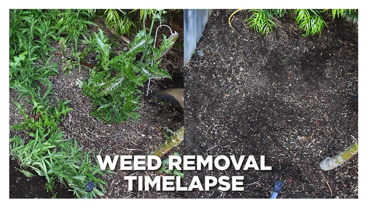 Weed Removal Timlapse