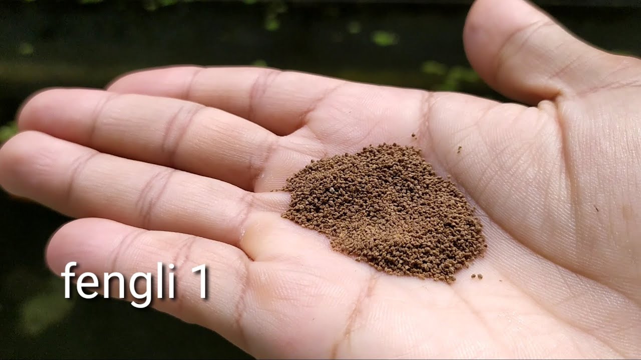 pakan ikan hias fengli 1