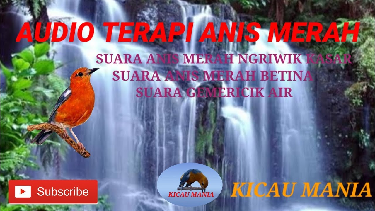 AUDIO TERAPI ANIS MERAH MACET BUNYI AGAR GACOR KEMBALI || kicau mania #anismerah