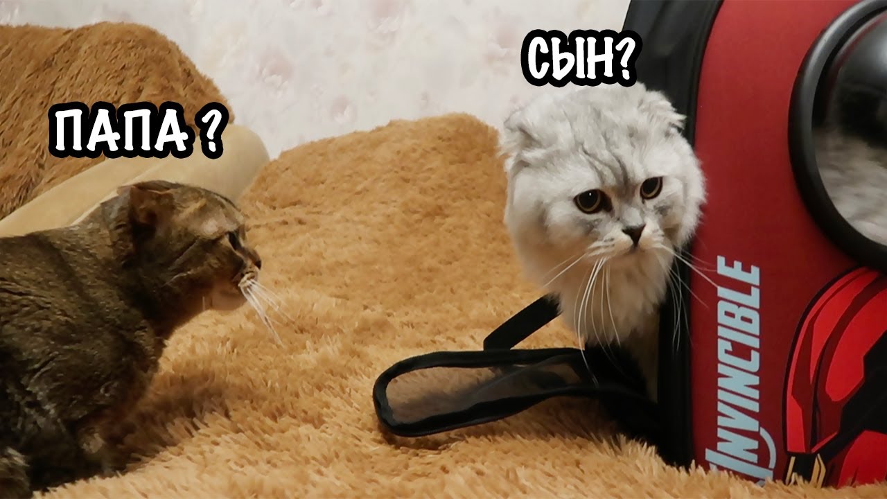 VLOG: Встреча Кевина и КОТЁНКА ЧЕРНОРЫЖА спустя ГОД!