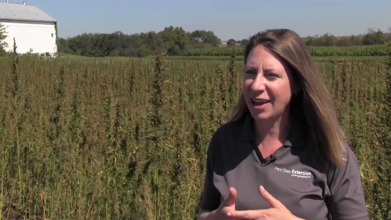 Learn about the first legal hemp harvest in the 21st century