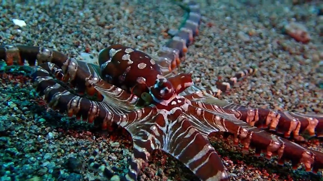 Wunderpus Photogenicus - Dauin, Negros Oriental, #philippinen #tauchen #kraken