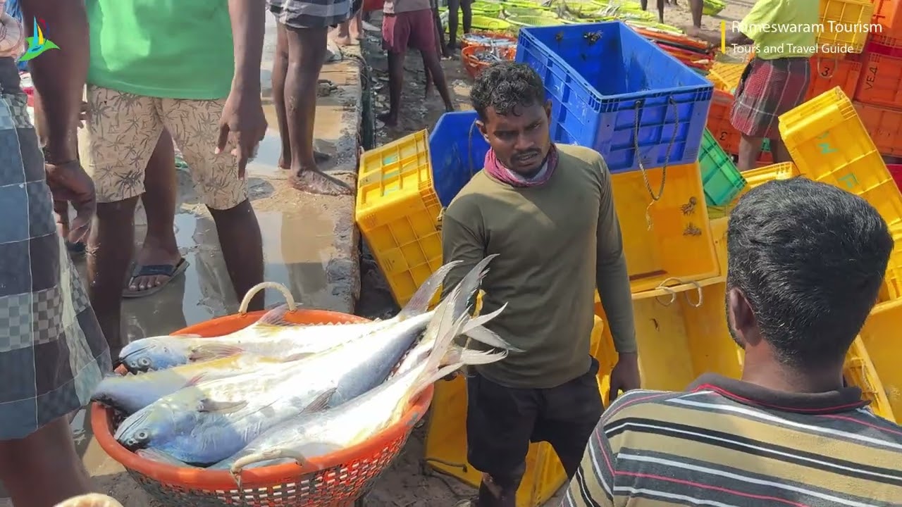 Rameswaram’s Busy Fishing Harbour 🎣 | This Month’s Freshest Catch | Rameswaram Fisherman | Tamilnadu