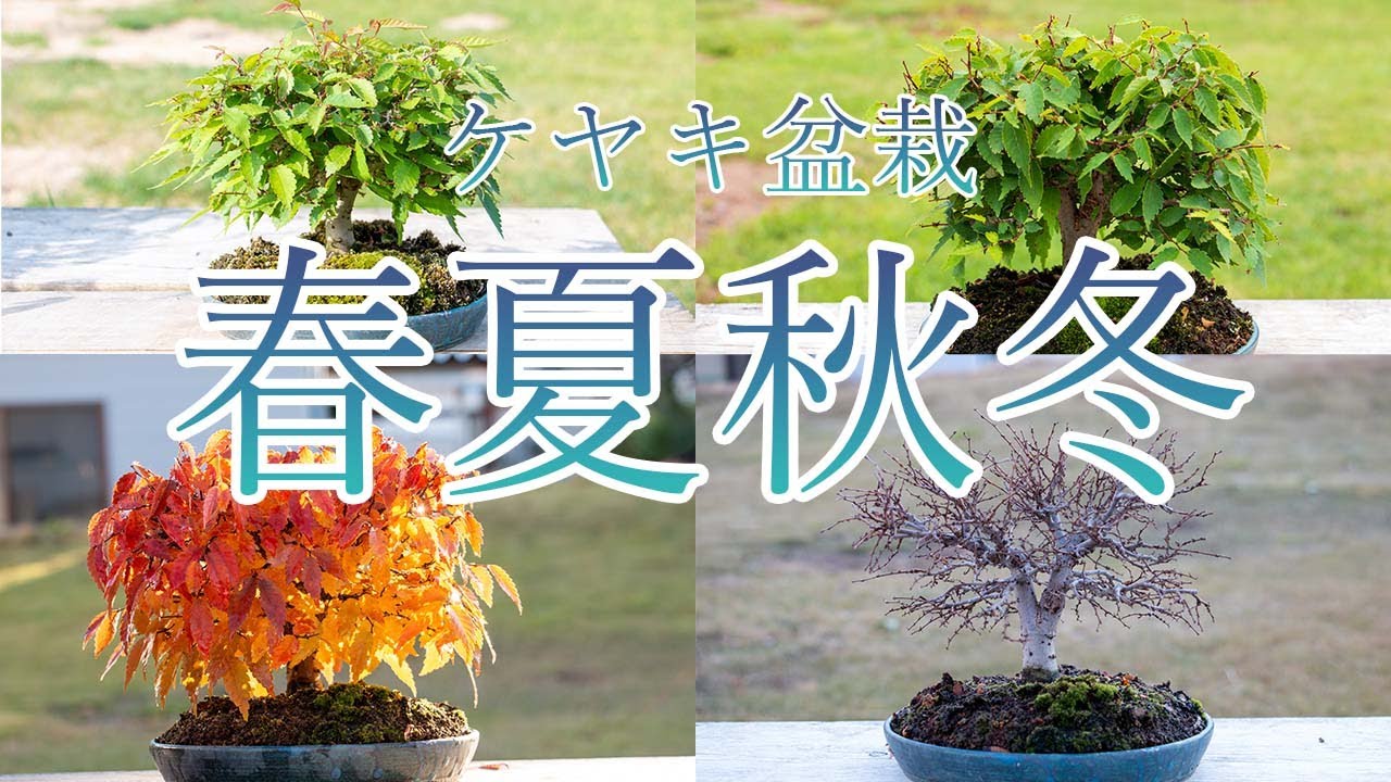 【盆栽】ケヤキ盆栽の春夏秋冬。早送りで見る1年間の剪定の様子。Zelkova bonsai
