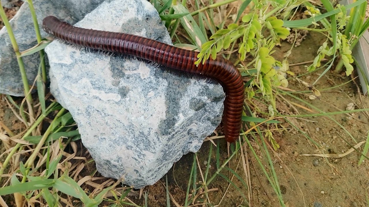 Outdoor Explore The African Giant Millipedes