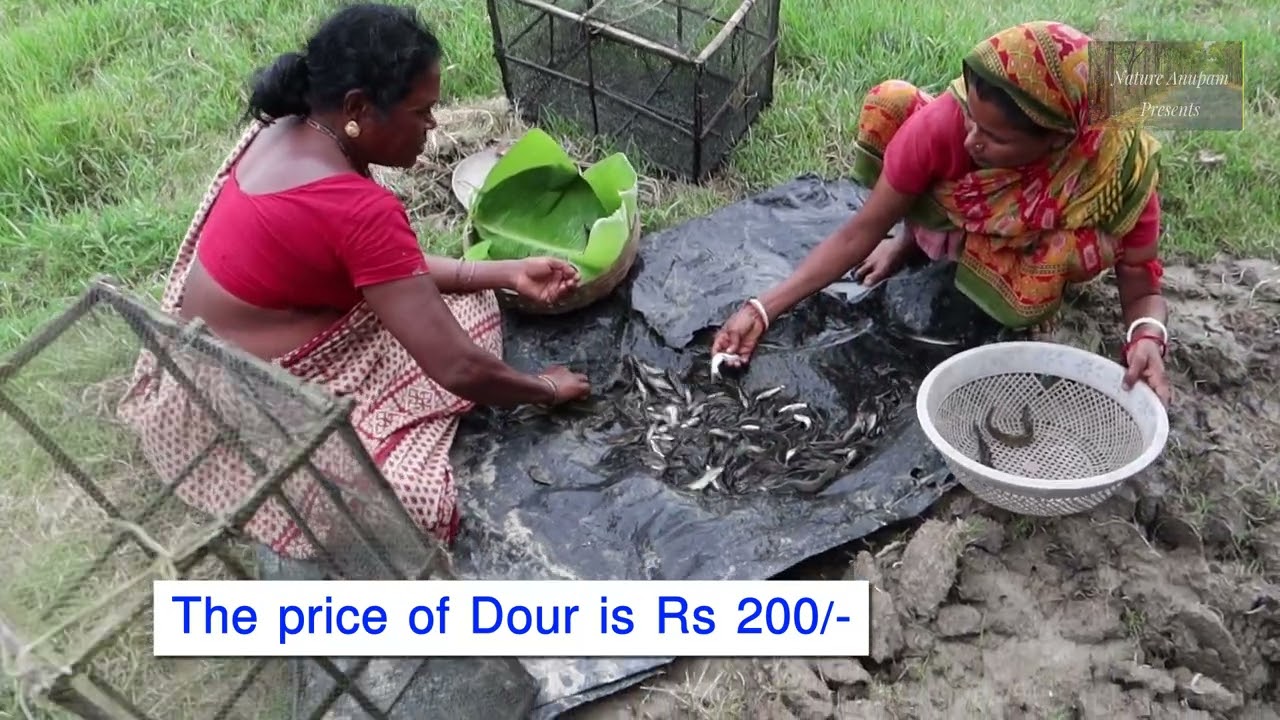 প্রচালিত মাছ ধরার ঘুনি  Traditional Fish Traps