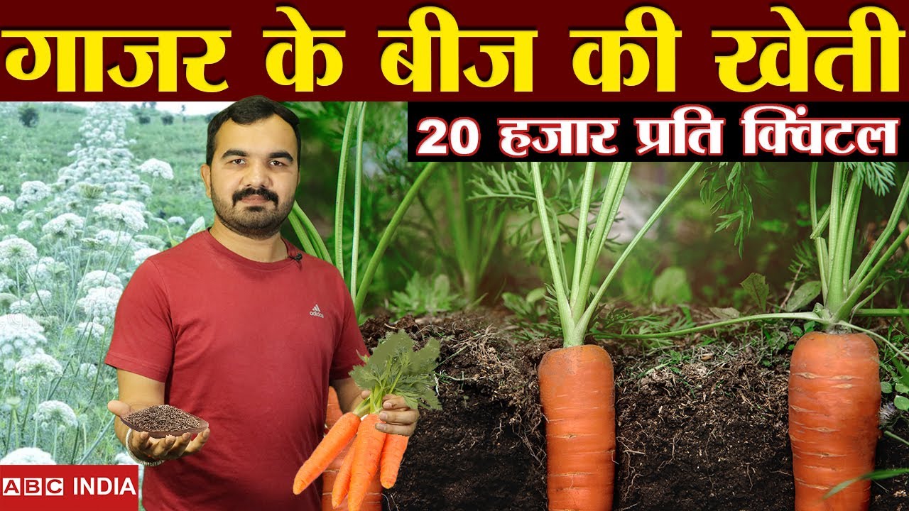 गाजर के बीज की खेती | Carrot Seed Production | Carrot farming | gajar ki kheti | Carrot seed kheti