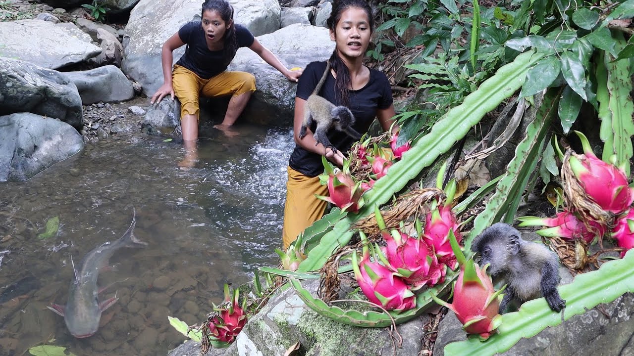 Survival in the forest: Found natural dragon fruit growing on rocks for food with Cute yellow monkey