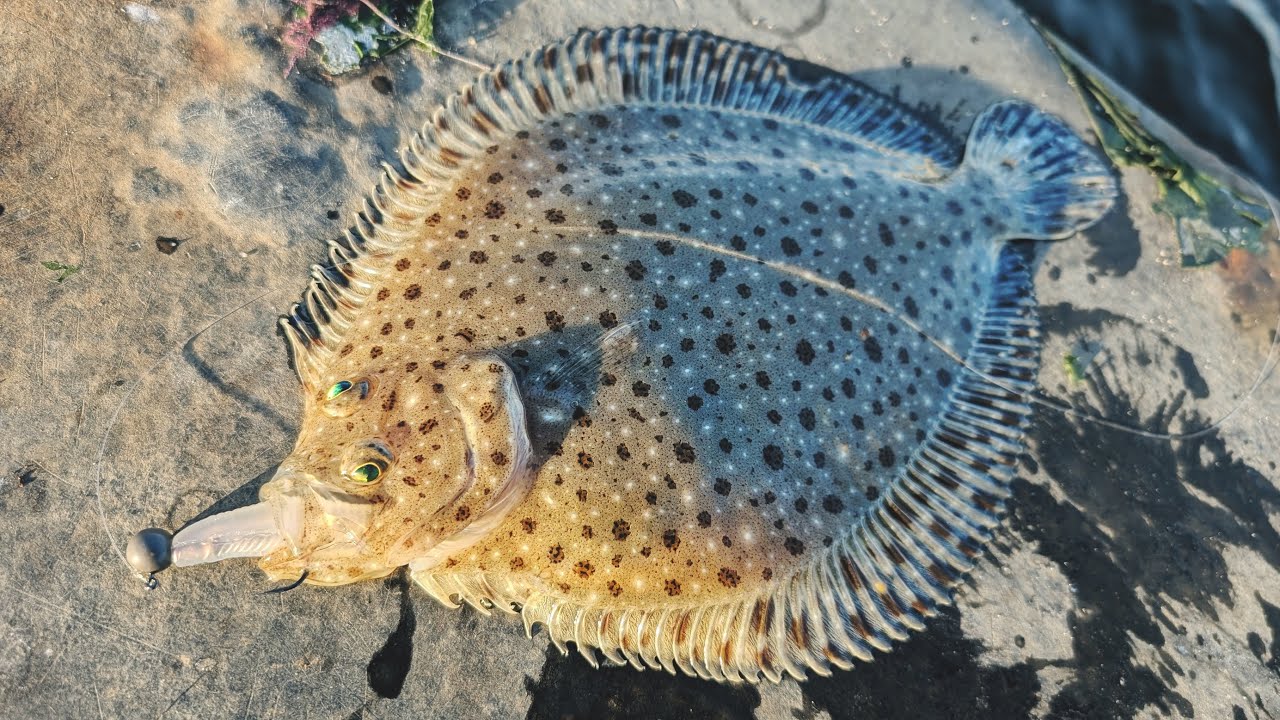 The Other Winter Flounder - BFS Saltwater Fishing