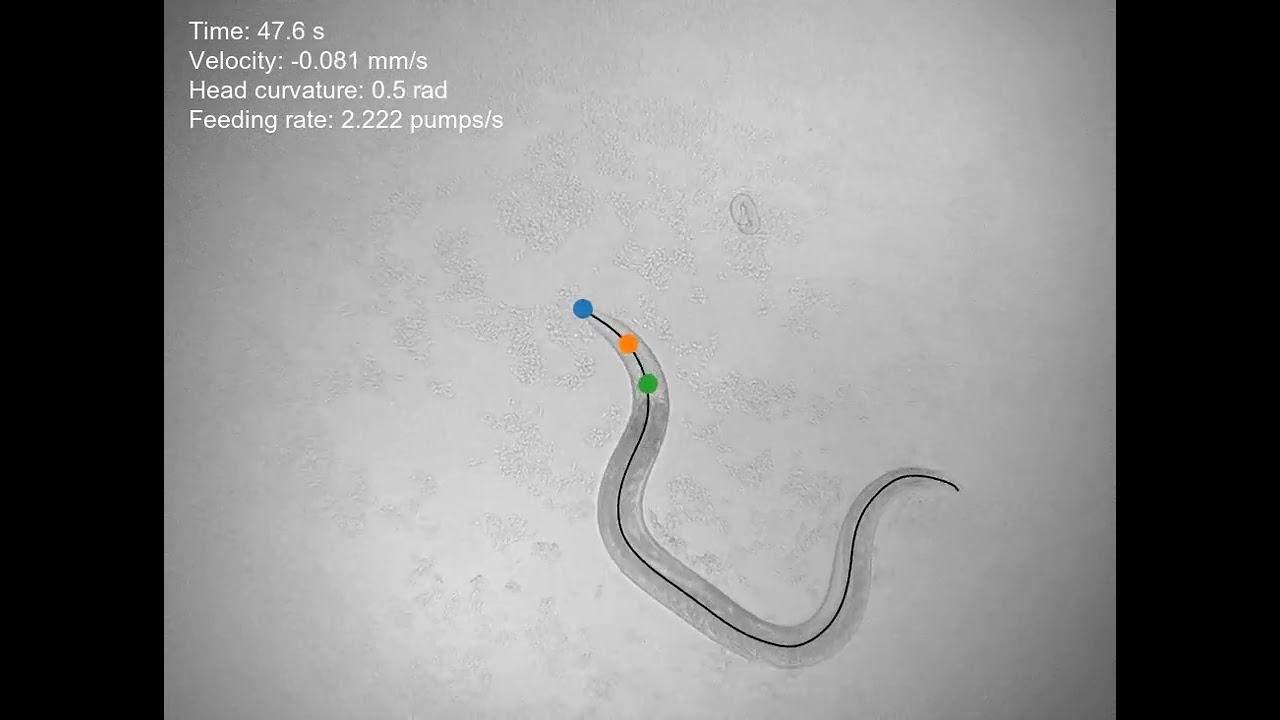Tracking a Worm: Cracking the Code That Relates Brain and Behavior in a Simple Animal