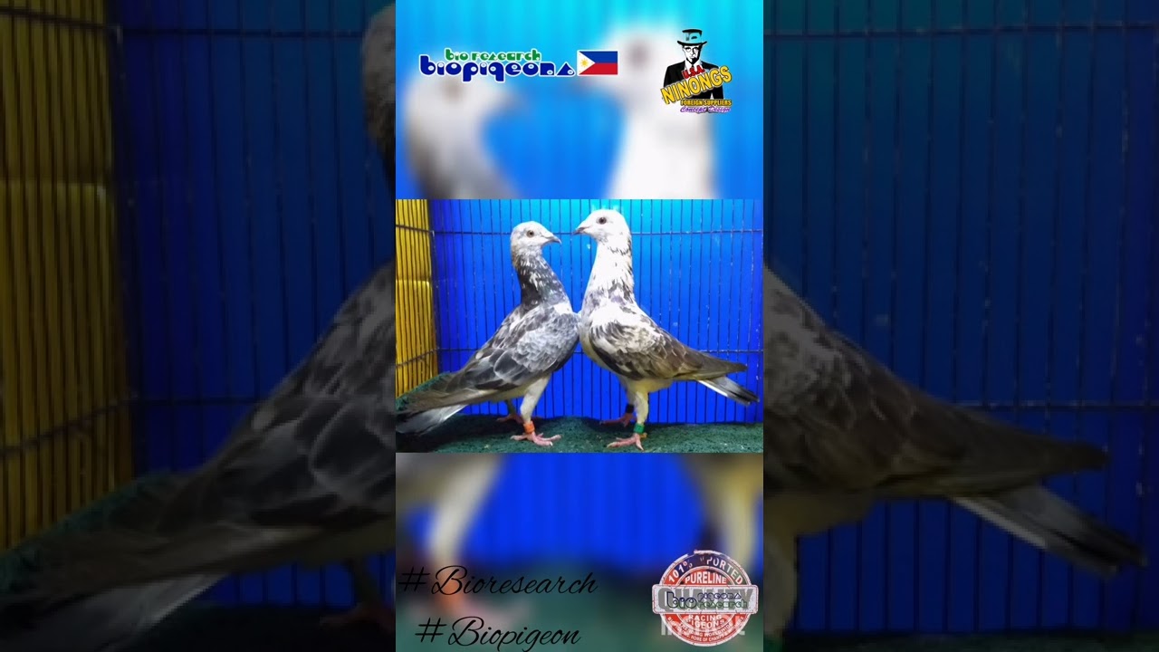 Grizzle racing pigeons, imported purelines # Bioresearch #biopigeons