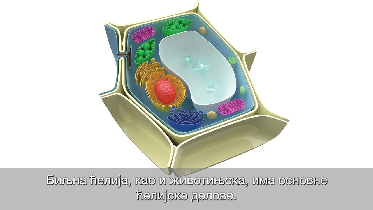 Video prilozi za digitalni udžbenik