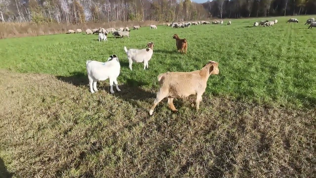Burenziegenzucht ganz am Anfang