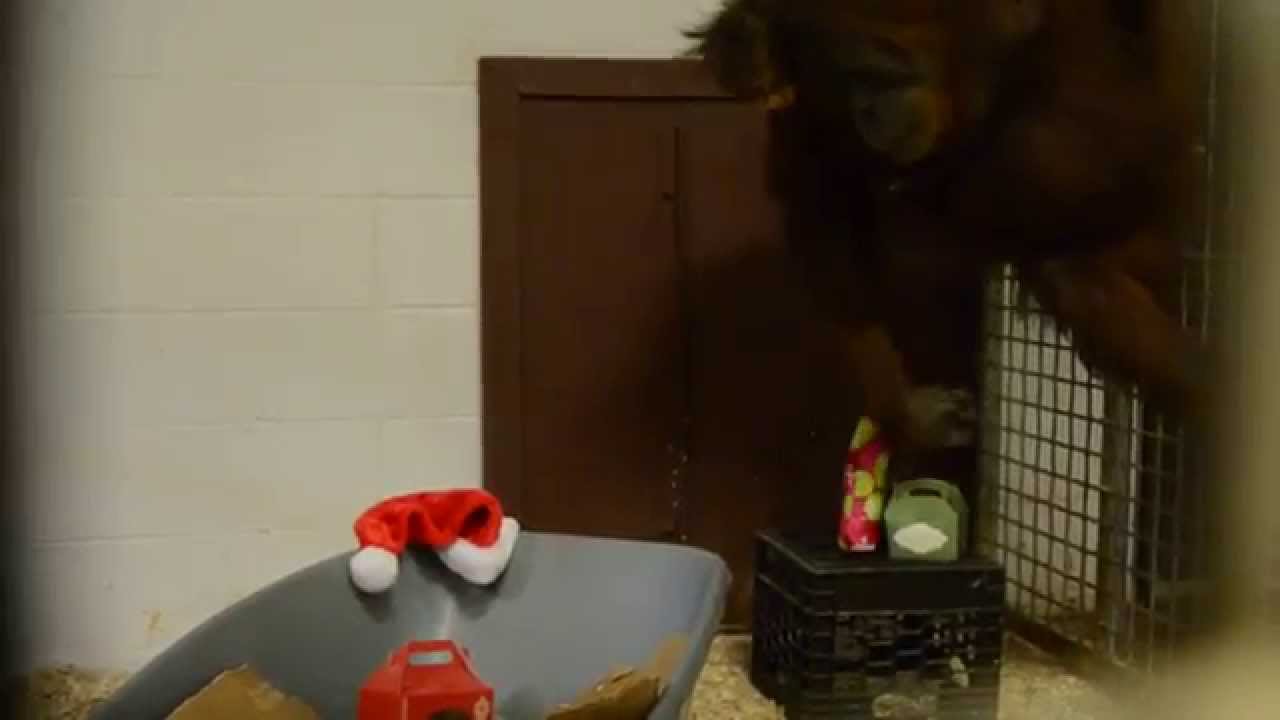 Watch Animals Open Christmas Presents!